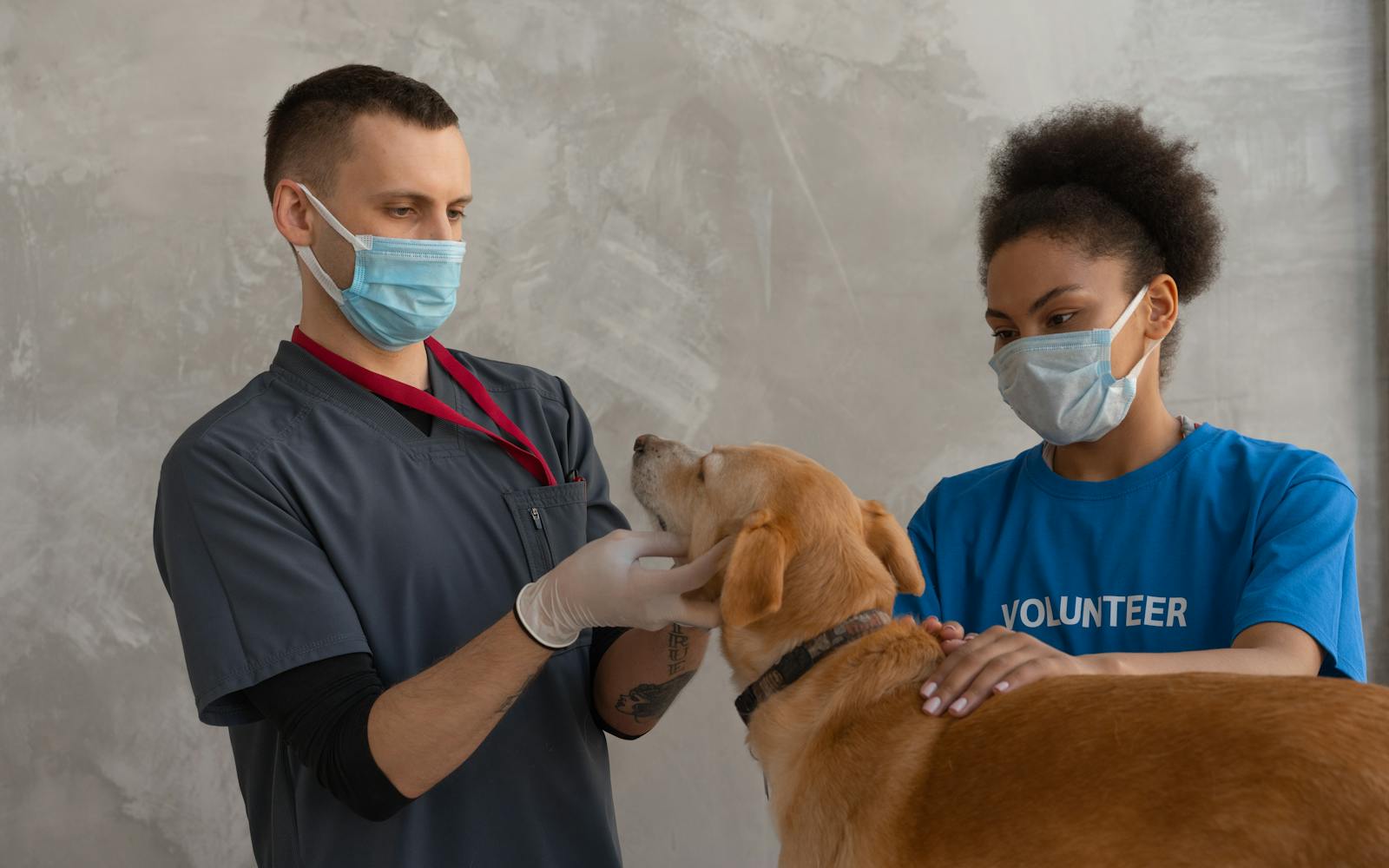 Cortison & Apoquel beim Hund: Wirkung, Nebenwirkungen & natürliche Unterstützung – ehrlich erklärt
