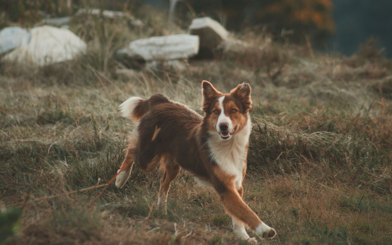 Die Darm-Immun-Achse beim Hund – einfach erklärt