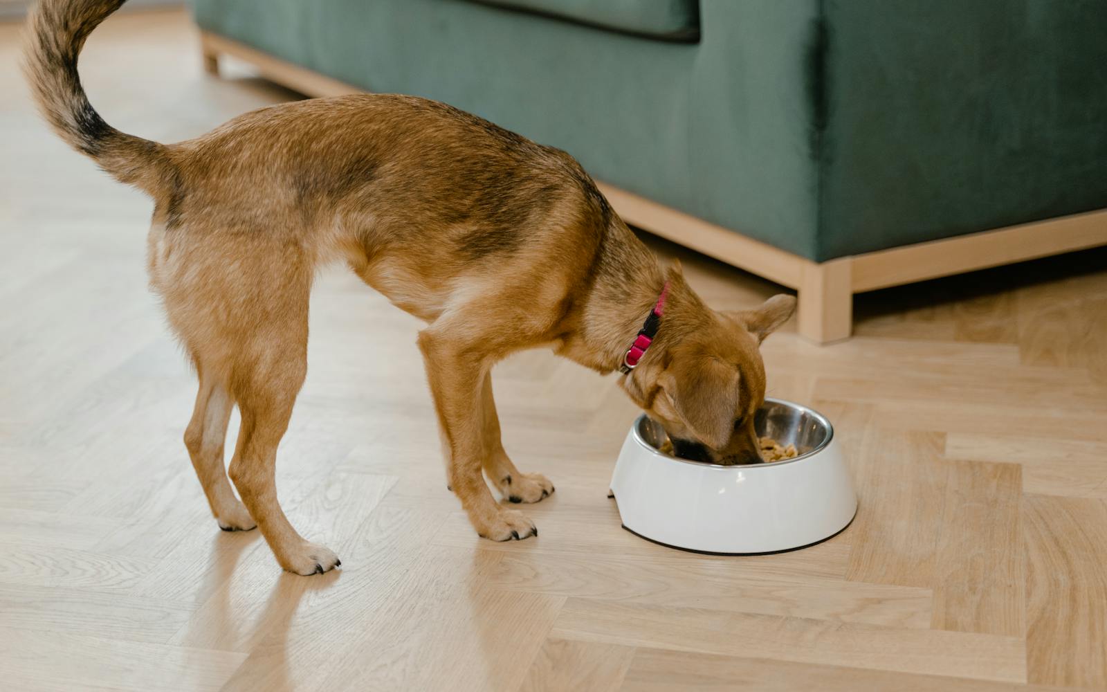 Probiotika für Hunde: Wann sie wirklich sinnvoll sind